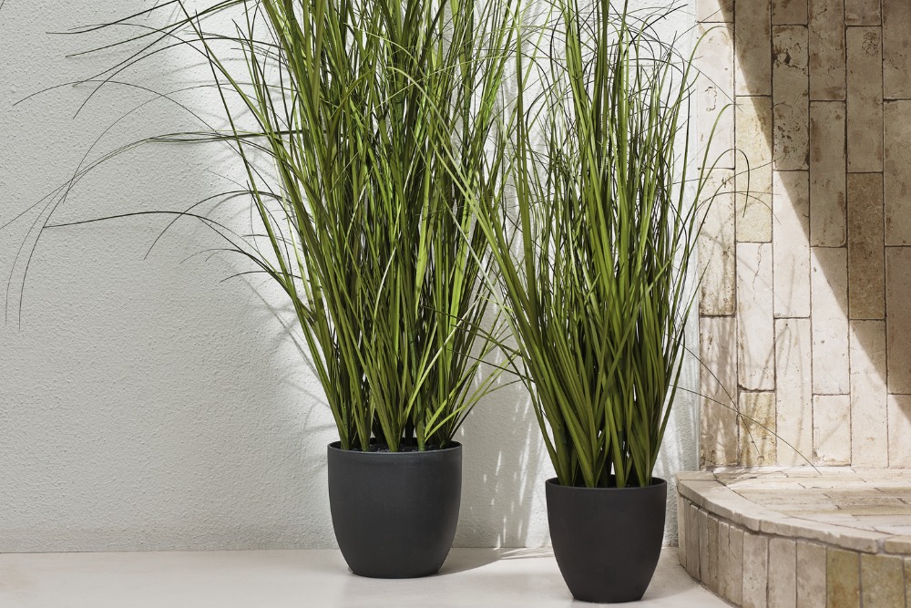 Outdoor Plants