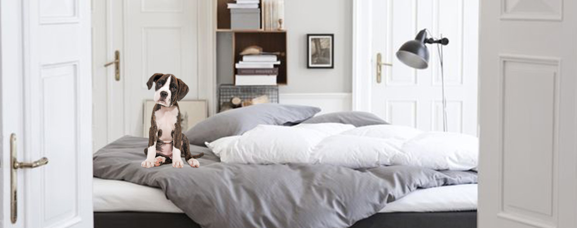 Should you have a dog in your bed?