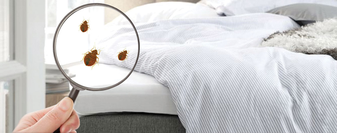 How to get rid of bedbugs