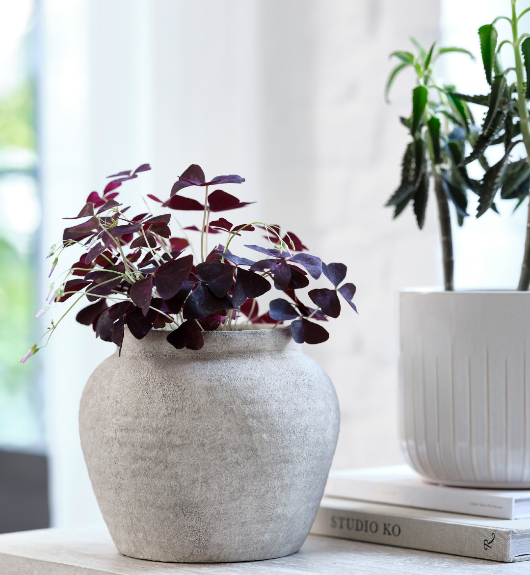 Stoneware pant pot and white plant pot