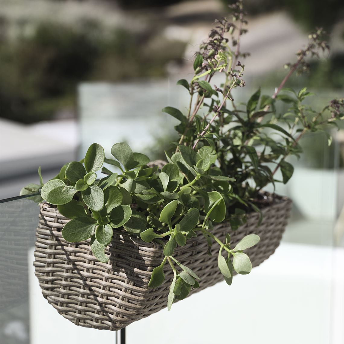 Balcony planter in polyrattan hanging on a balcony with plants 