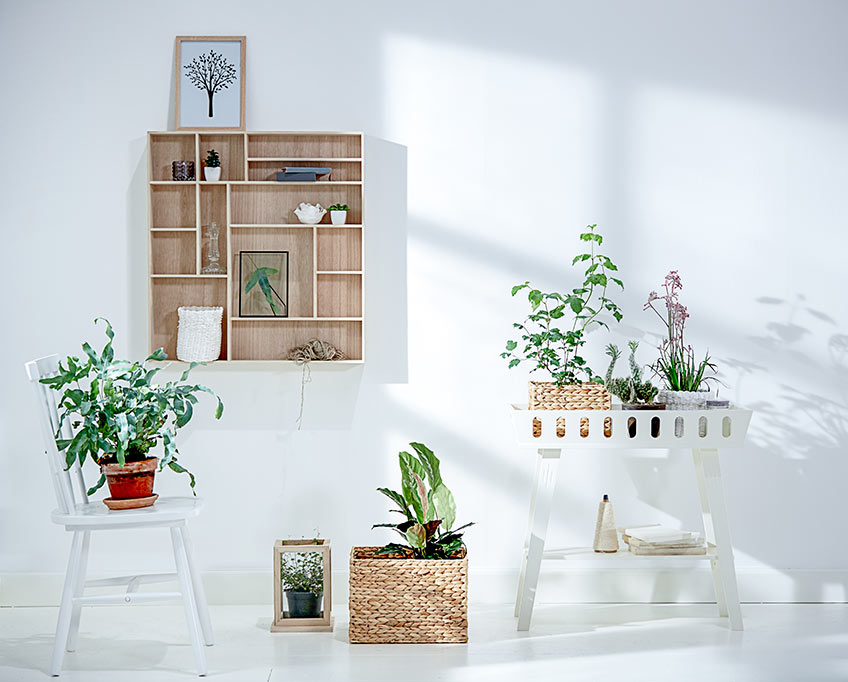 Plants are a good way of creating a Feng Shui feeling