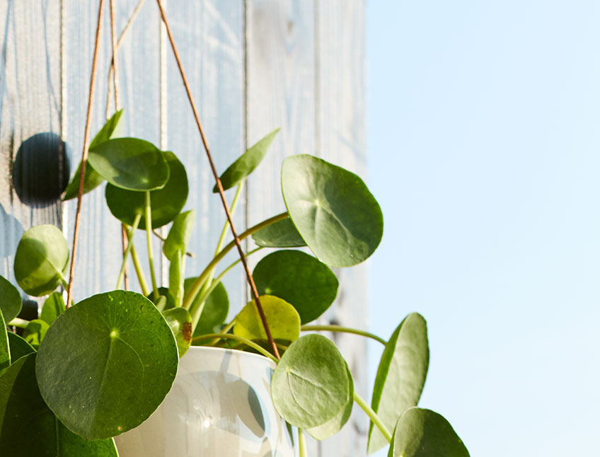 Plants can help improve your indoor climate