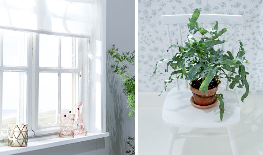 Plants and natural accessories from JYSK